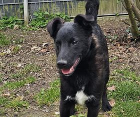Finn